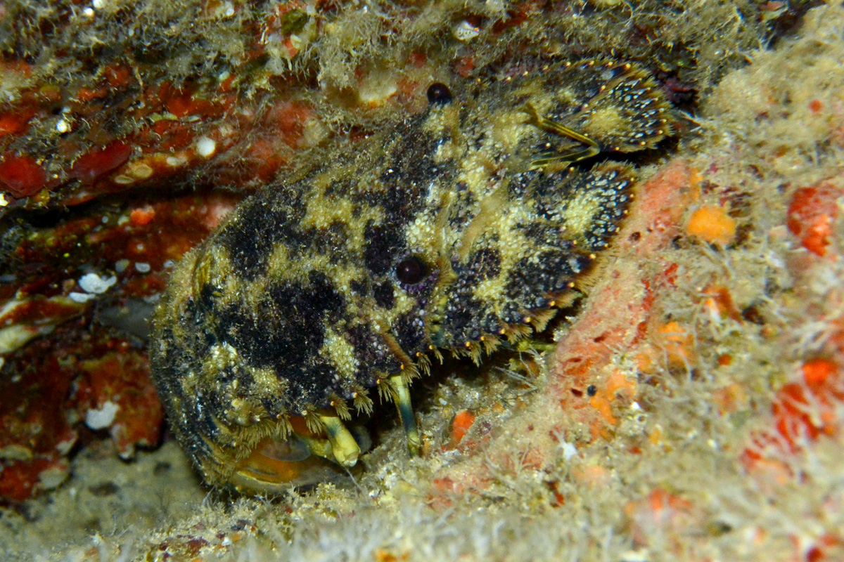 Brown Slipper Lobster
