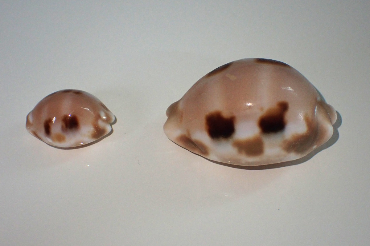 Checkered Cowry – ゴバンダカラ