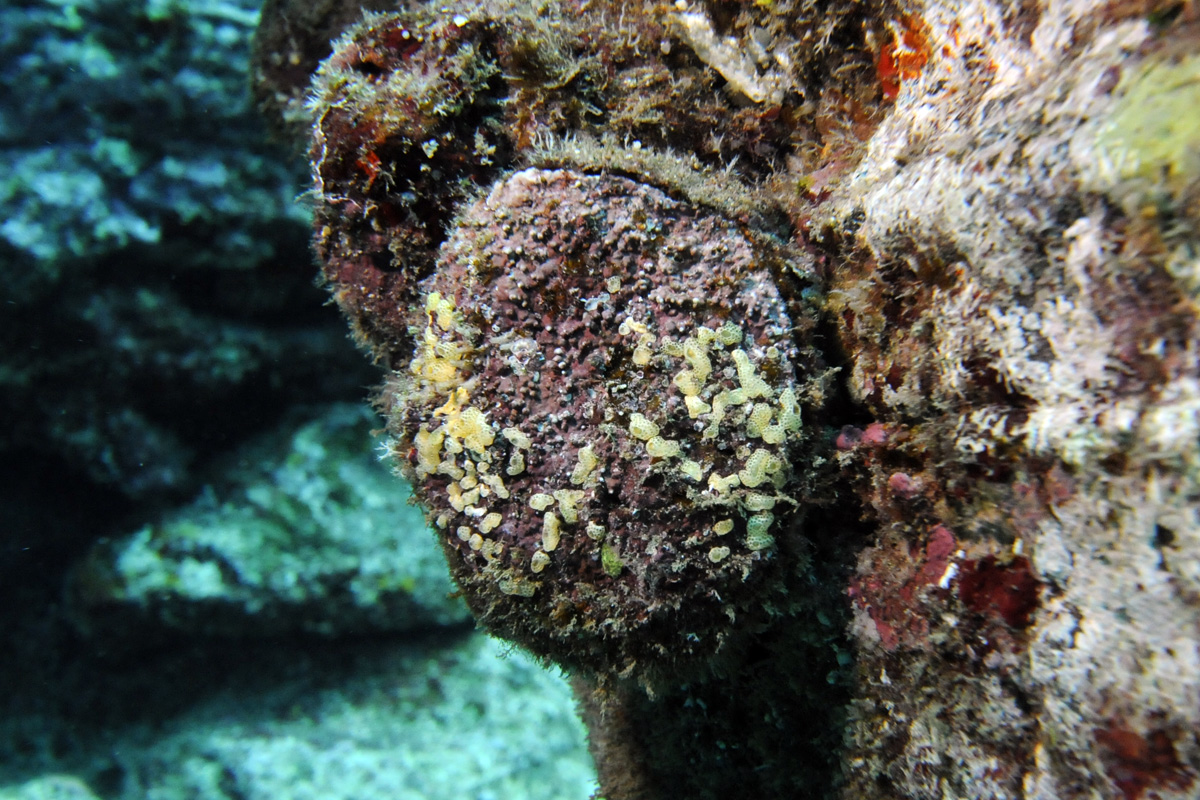 Cliff Oyster
