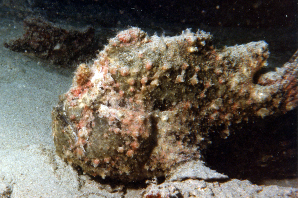 Frogfish – オオモンカエルアンコウ