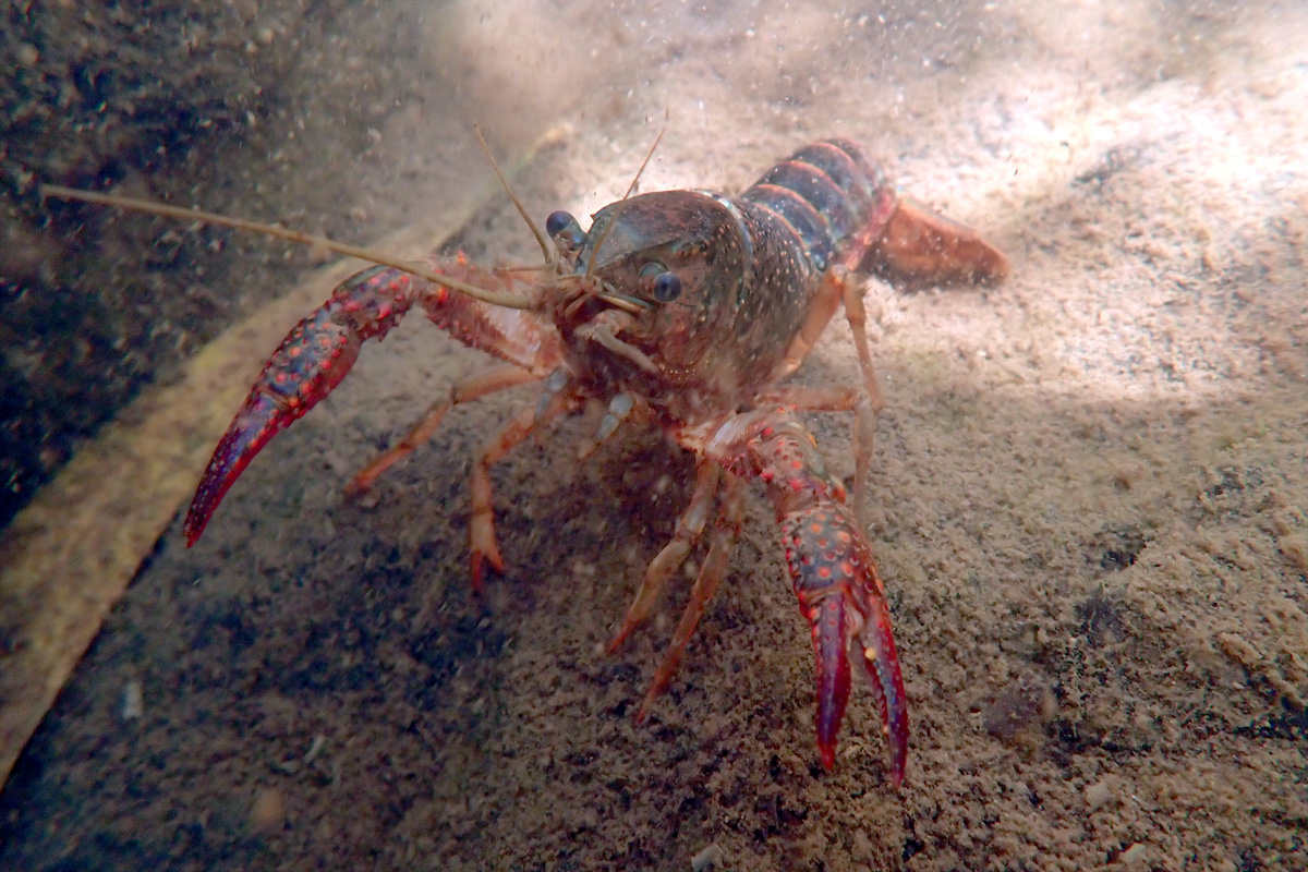 Red Swamp Crayfish – アメリカザリガニ