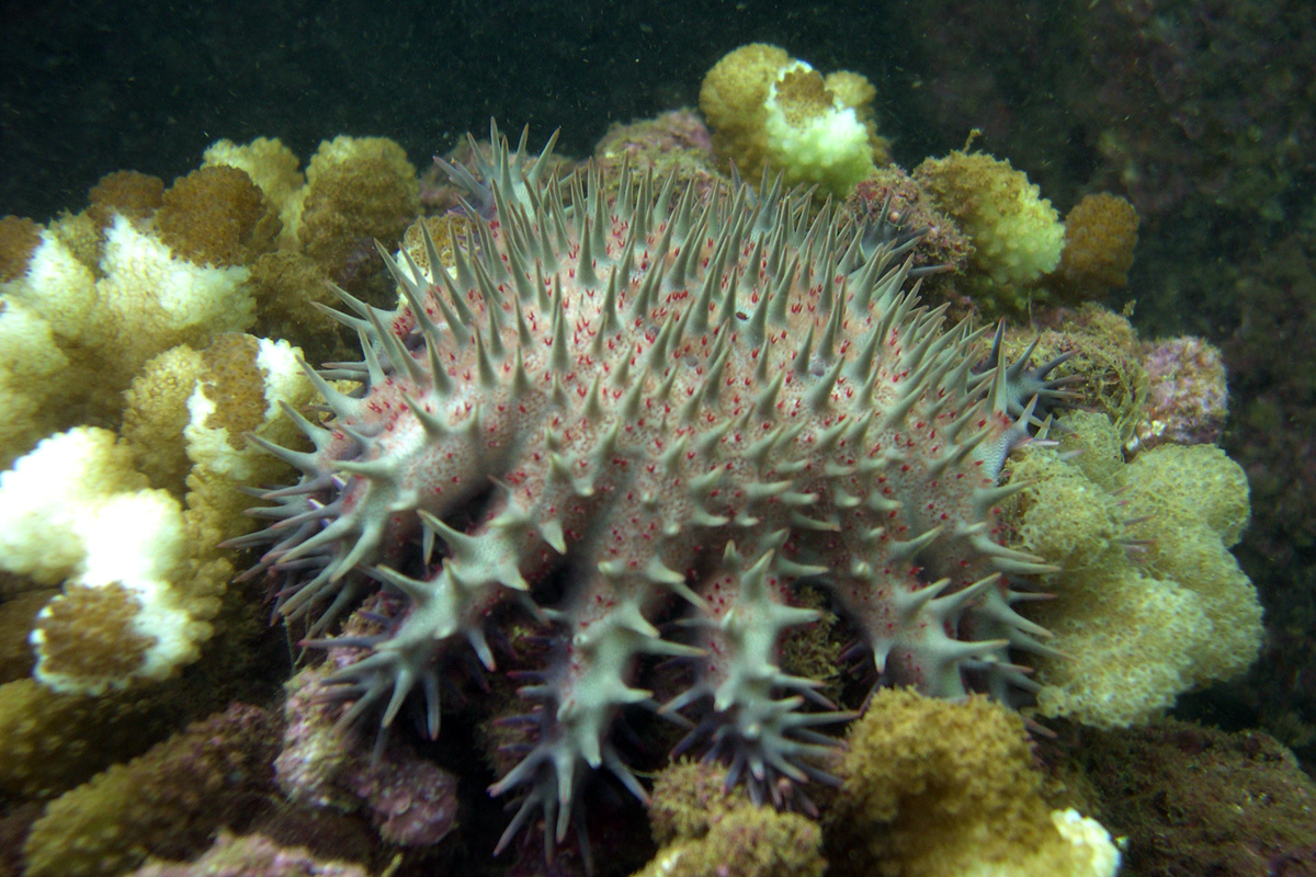 Crown of Thorns Star – オニヒトデ