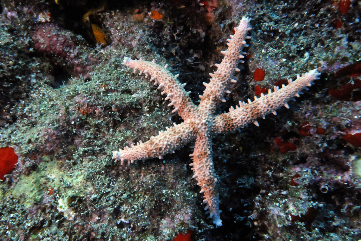 Fisher’s Star