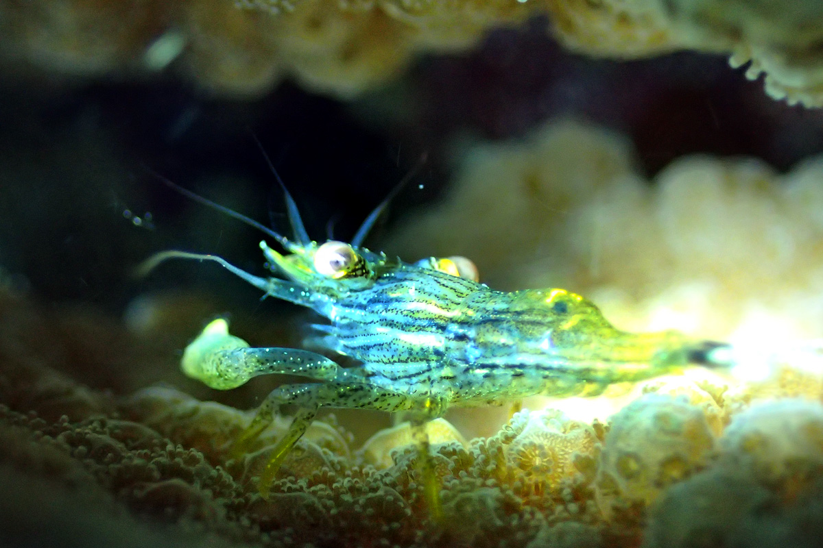 Flattened Coral Shrimp – タテジマモシオエビ