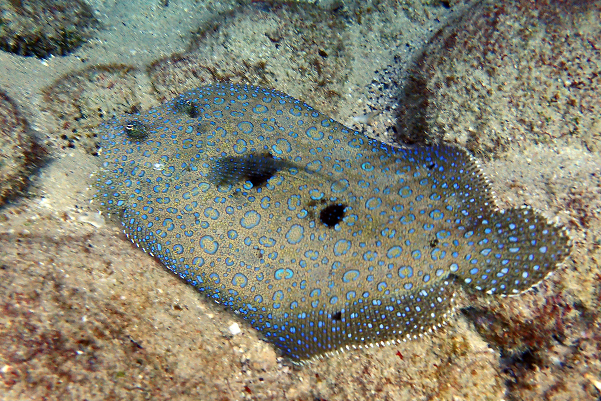 Flowery Flounder – モンダルマガレイ – Paki’i