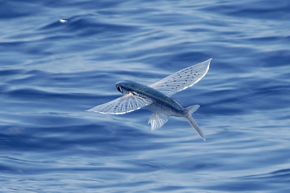 Spottedfin Flyingfish