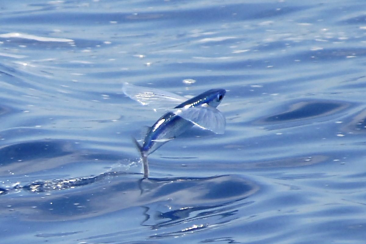 Clearfin Flyingfish