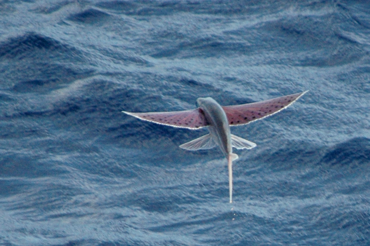 Purplefin Flyingfish
