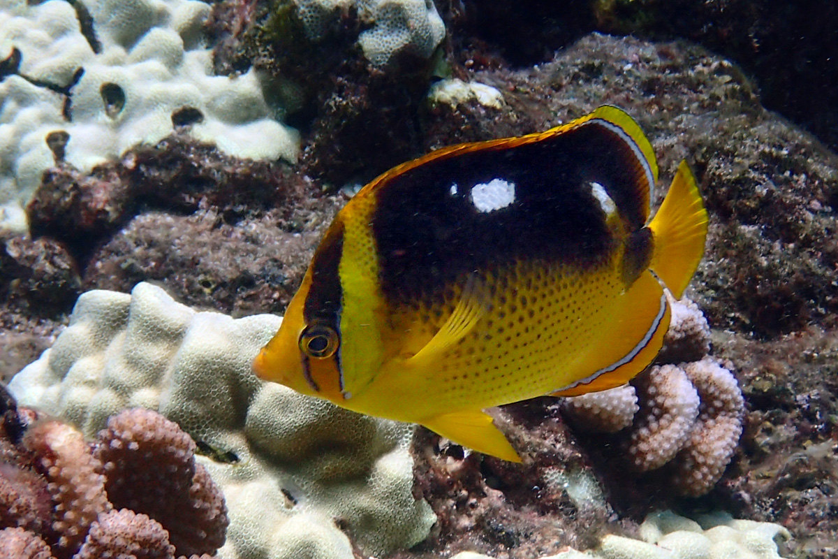 Fourspot Butterflyfish – シテンチョウチョウウオ