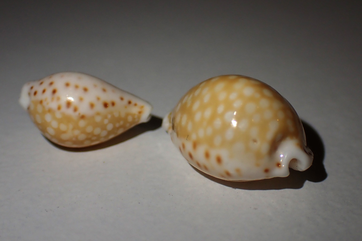 Gaskoin’s Cowry