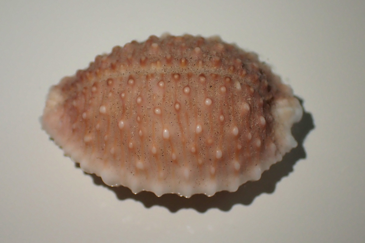Granulated Cowry