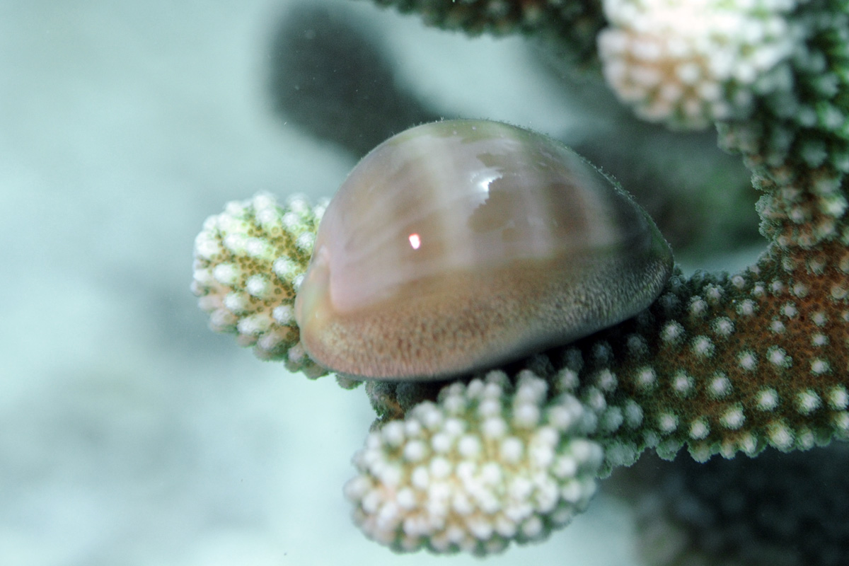 Groove-tooth Cowry