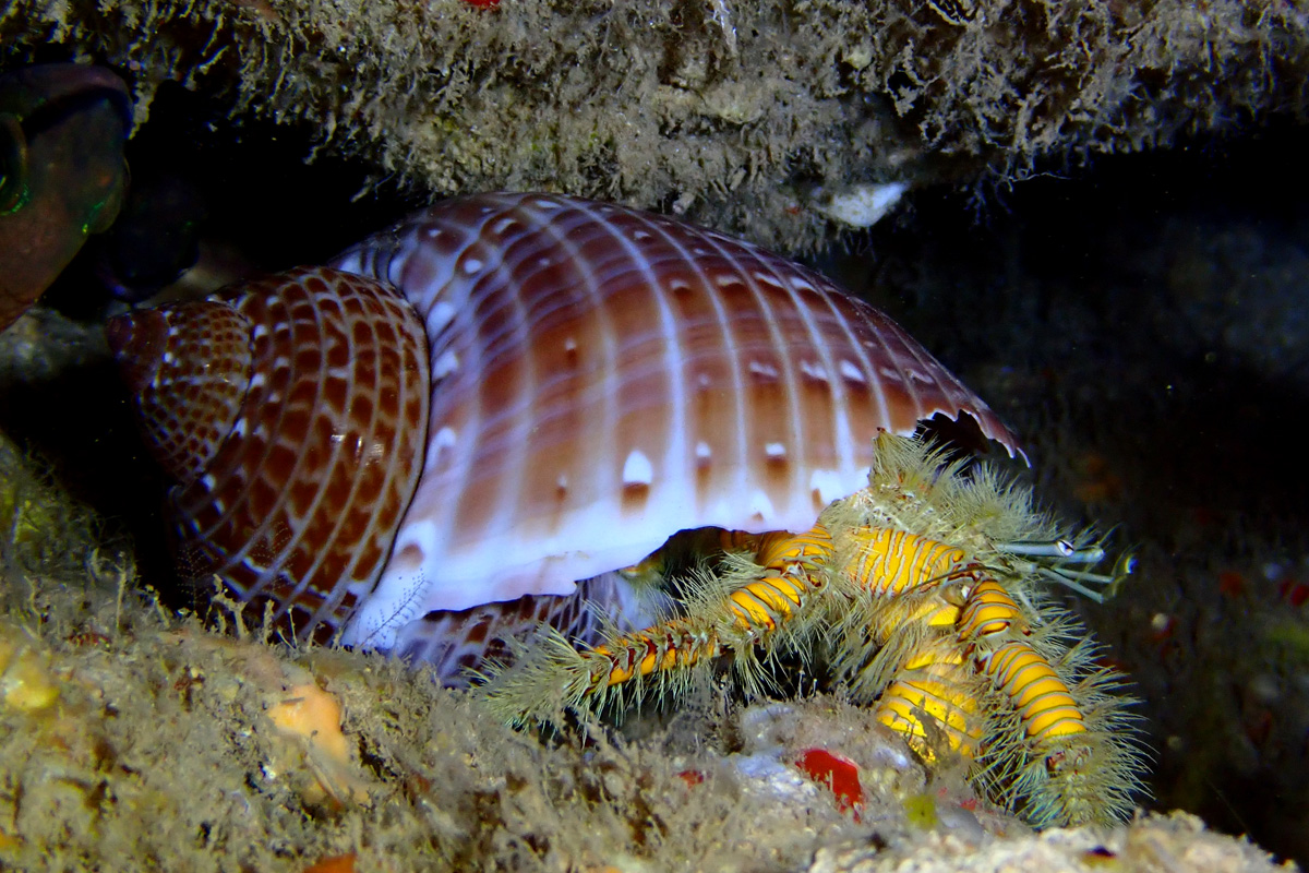 Hairy Yellow Hermit Crab – コガネオニヤドカリ