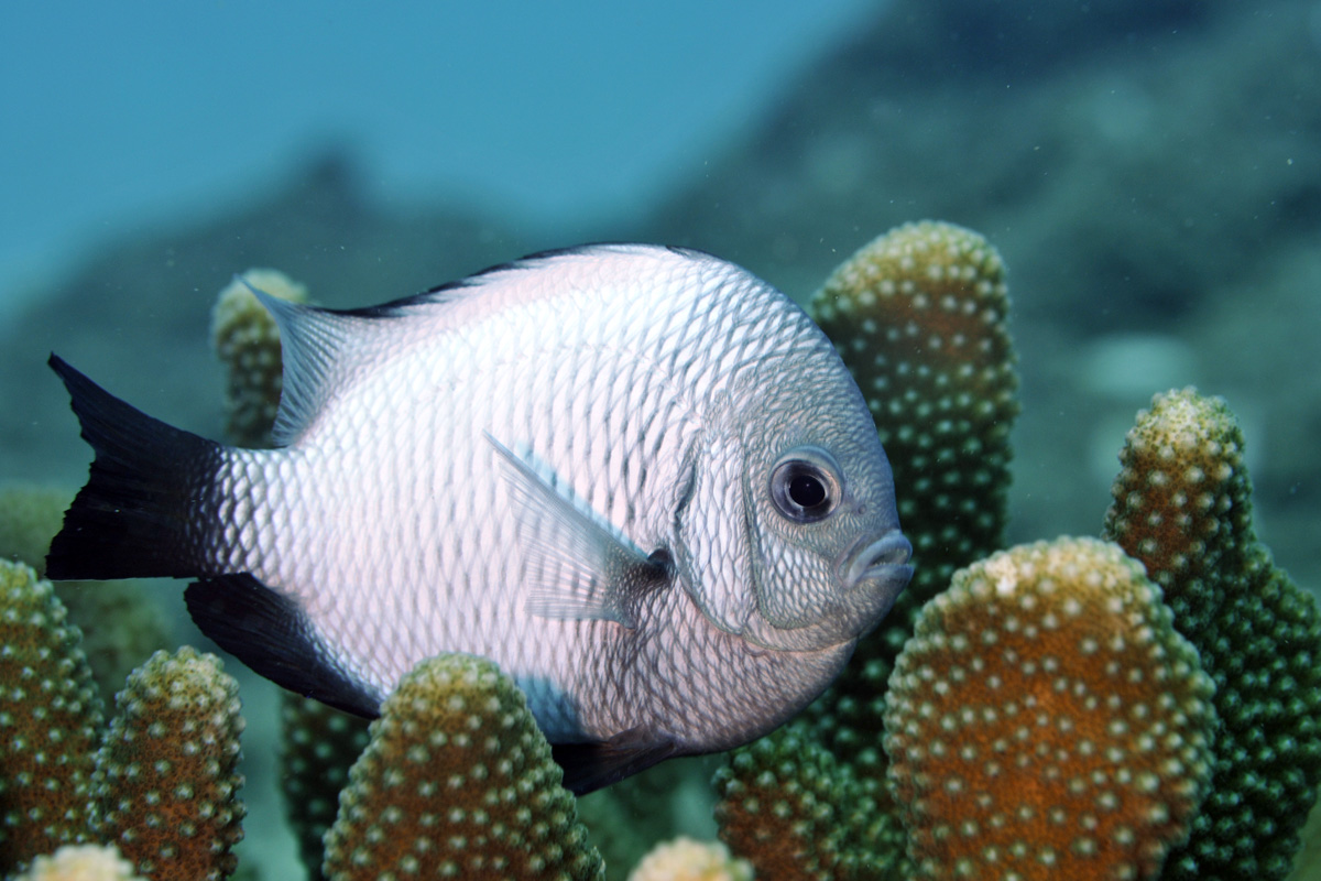 Hawaiian Dascyllus – ‘Alo’ilo’i