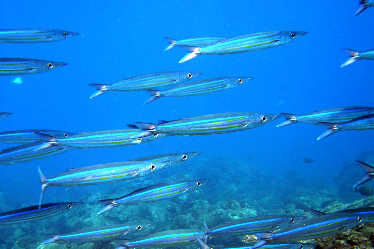 Heller’s Barracuda