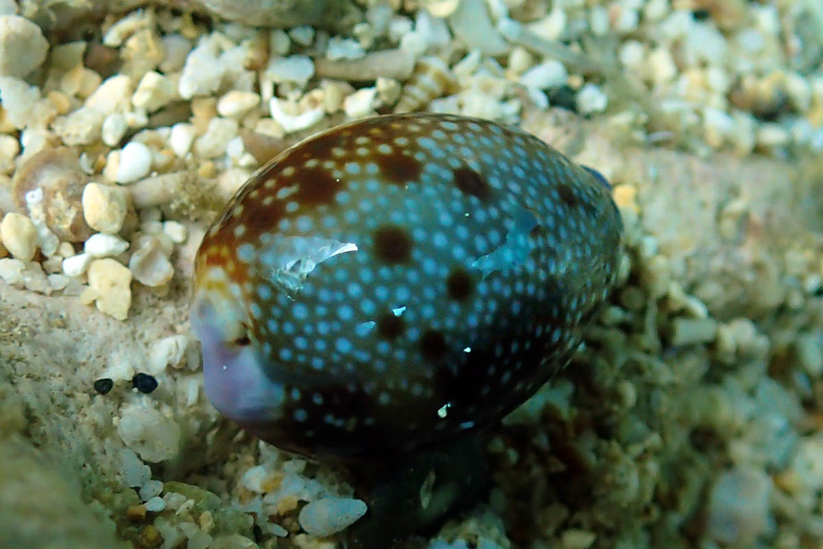 Hawaiian Honey Cowry – カモンダカラ