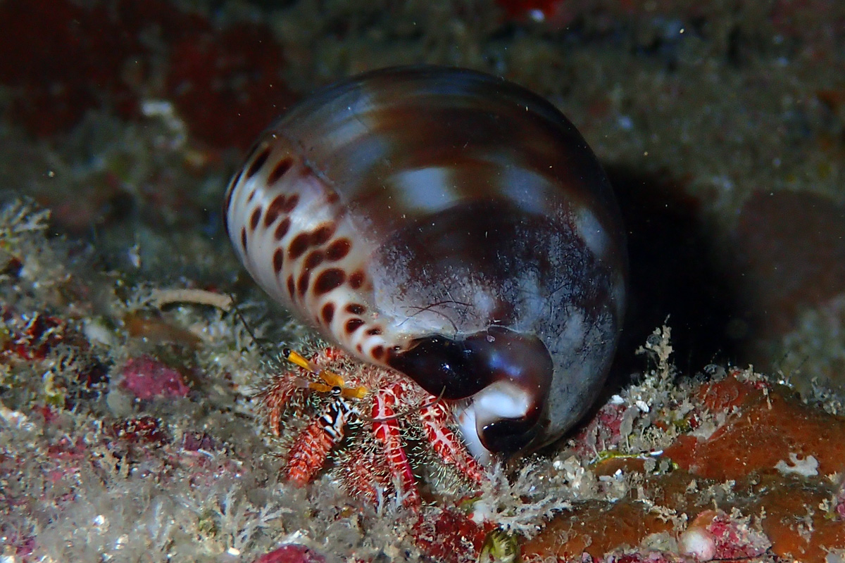 Hopper’s Hermit Crab