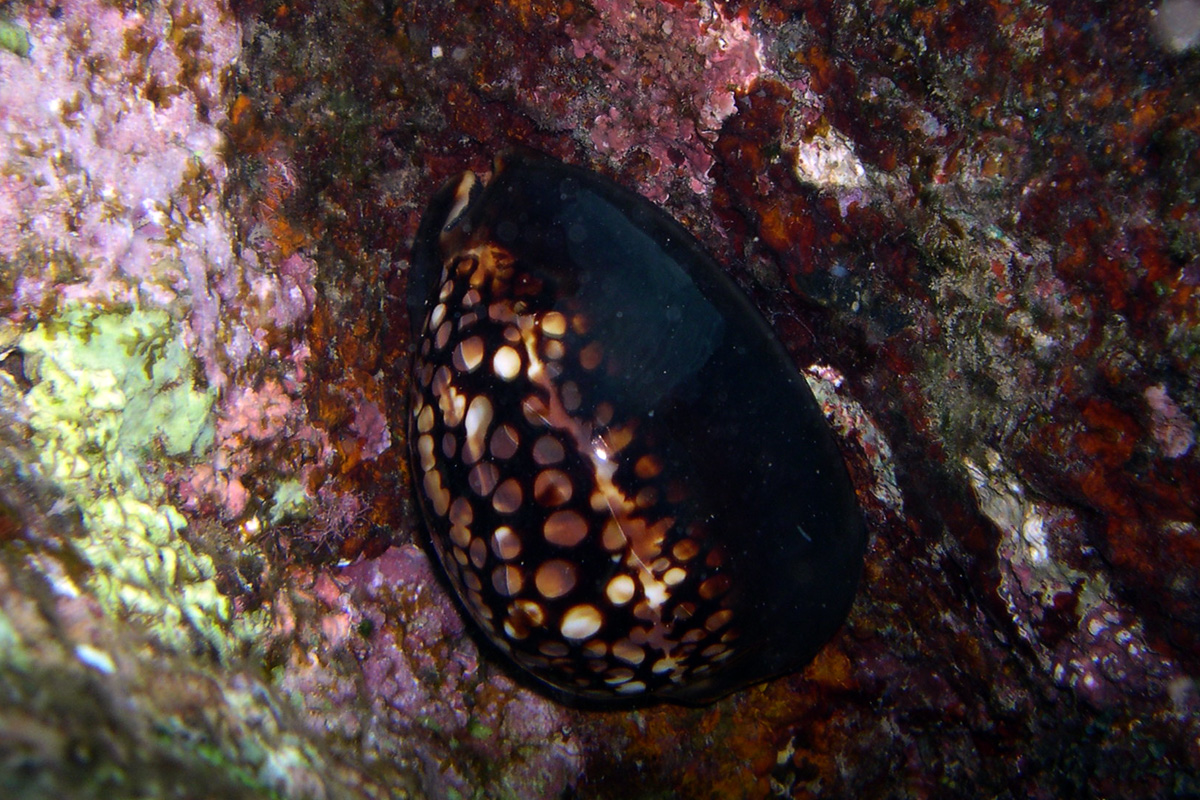 Humpback Cowry – ハチジョウダカラ