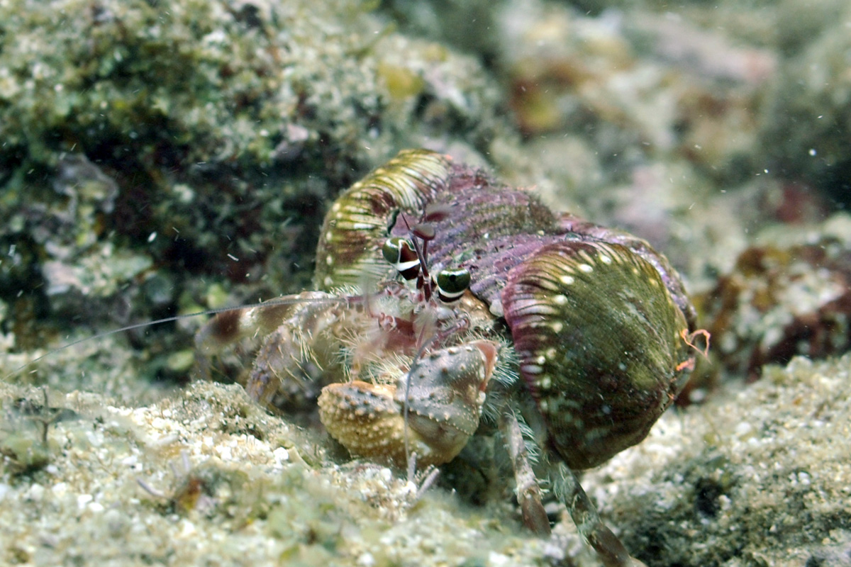 Jeweled Anemone Crab – サメハダヤドカリ