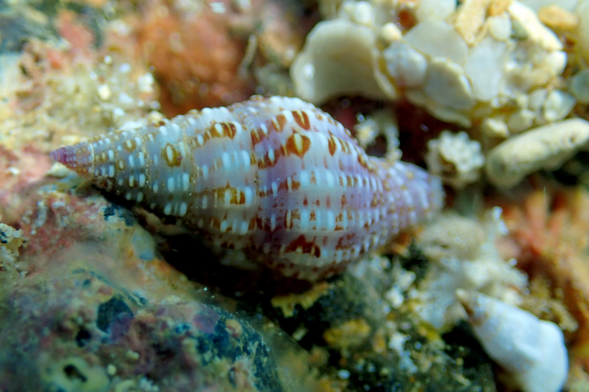 Lavender Whelk – カゴメホラダマシ
