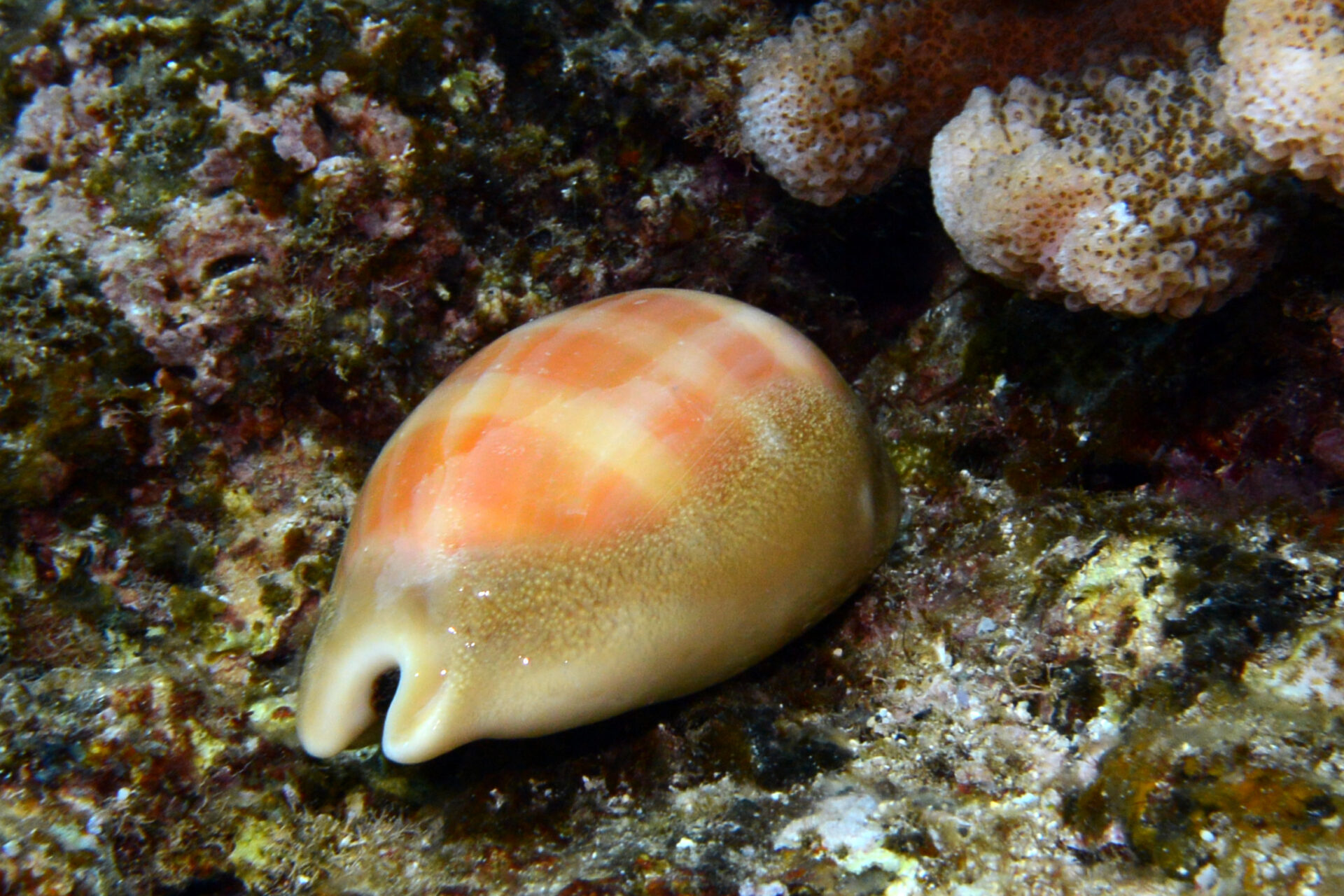 Leviathan Cowry – ハワイクチムラサキダカラ