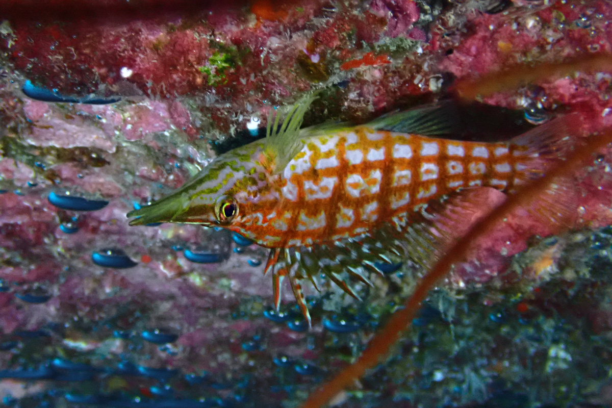 Longnose Hawkfish – クダゴンベ