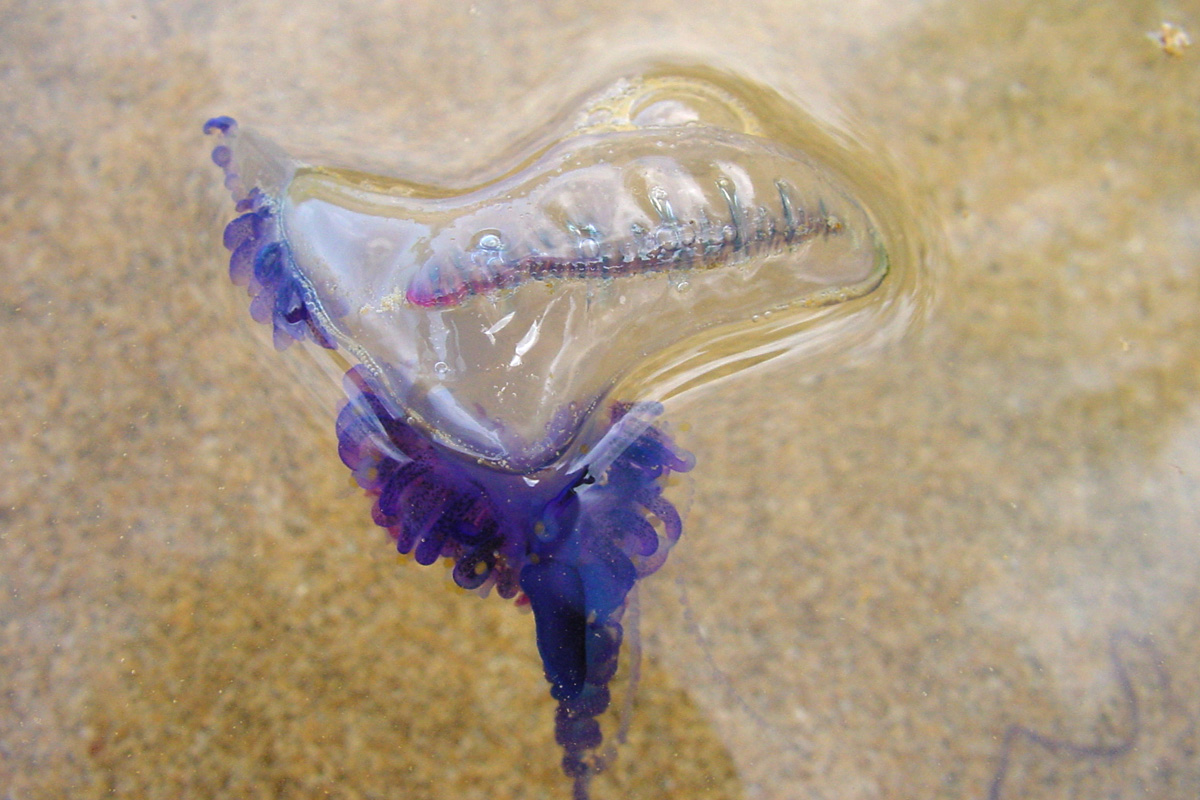 Man-o-War – カツオノエボシ