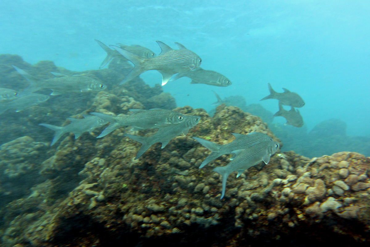 Sixfinger Threadfin – ナンヨウアゴナシ – Moi