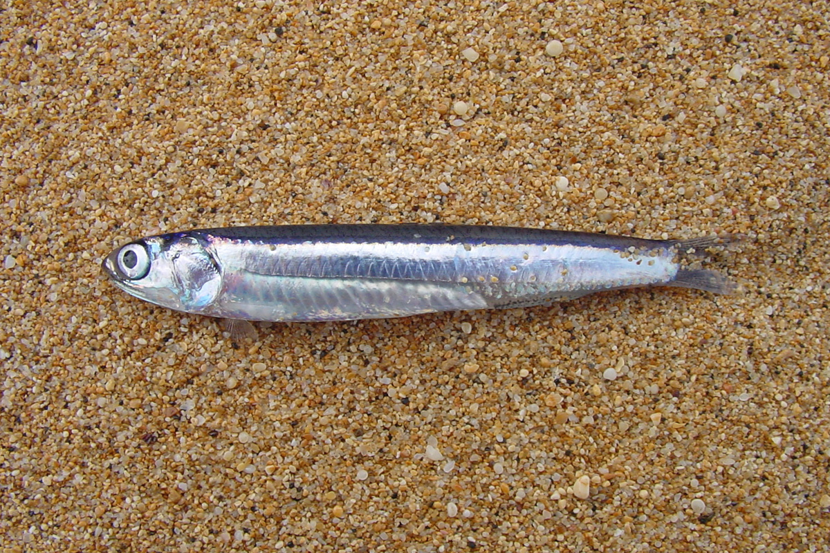 Nehu – Hawaiian Anchovy