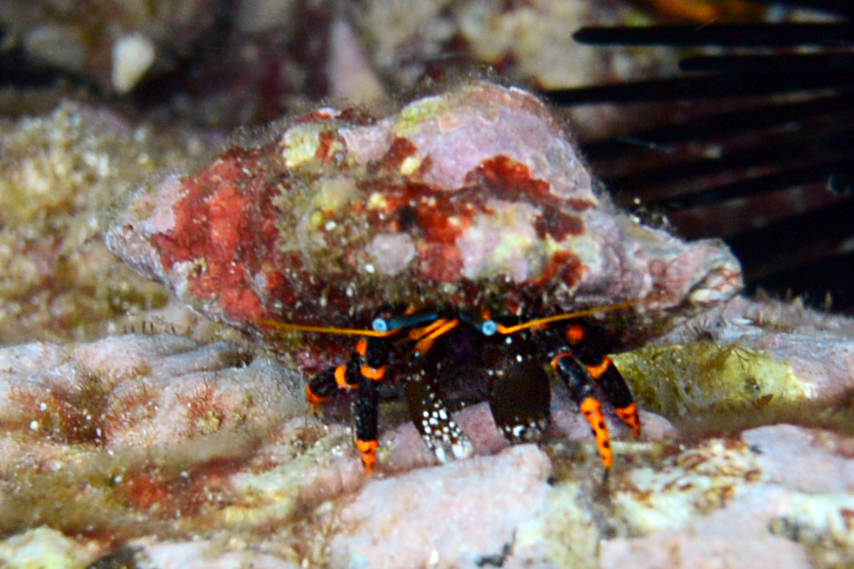 Painted Hermit Crab