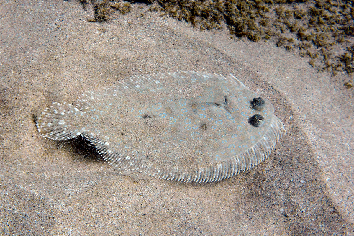 Panther Flounder – トゲダルマガレイ – Paki’i