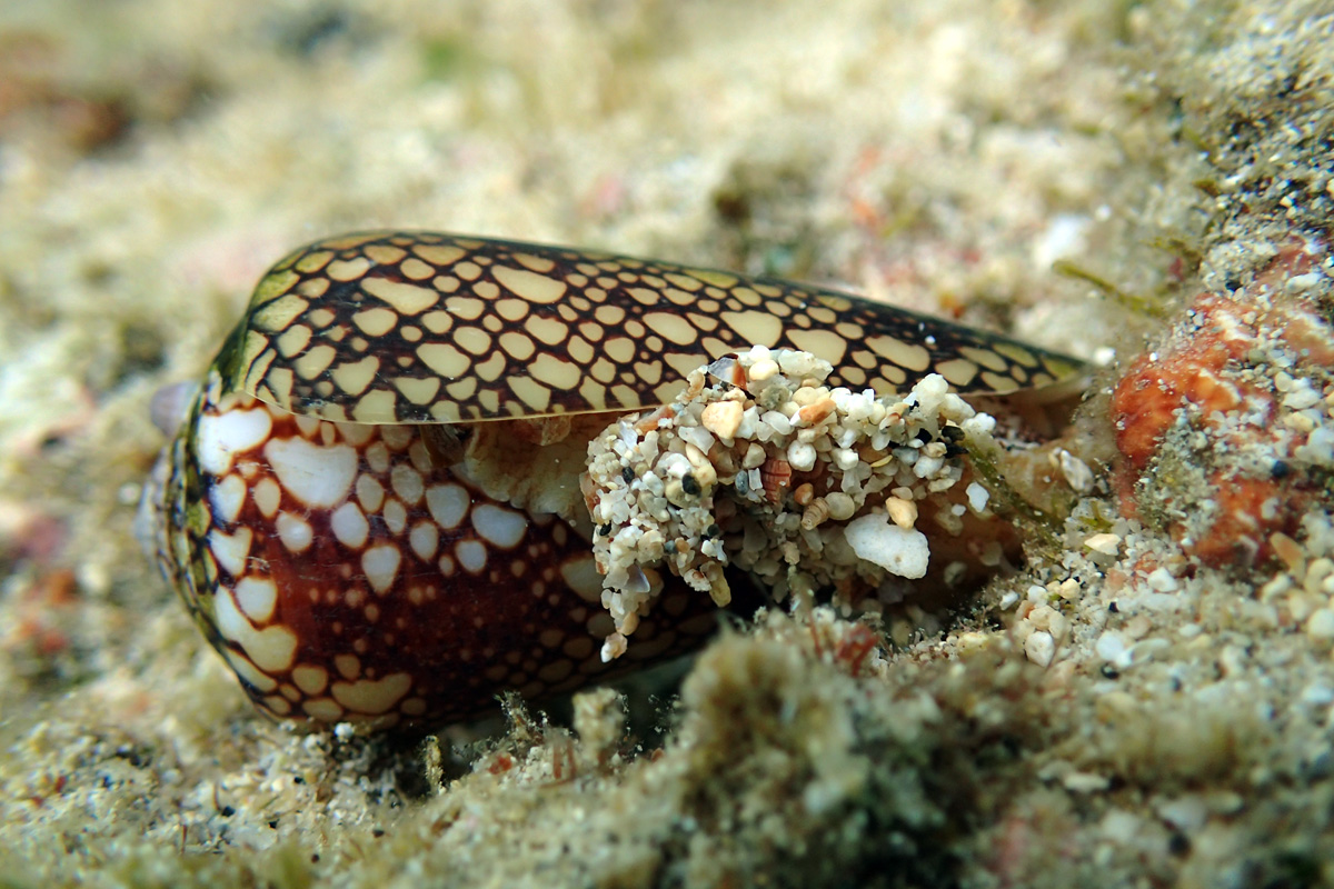 Penniform Cone