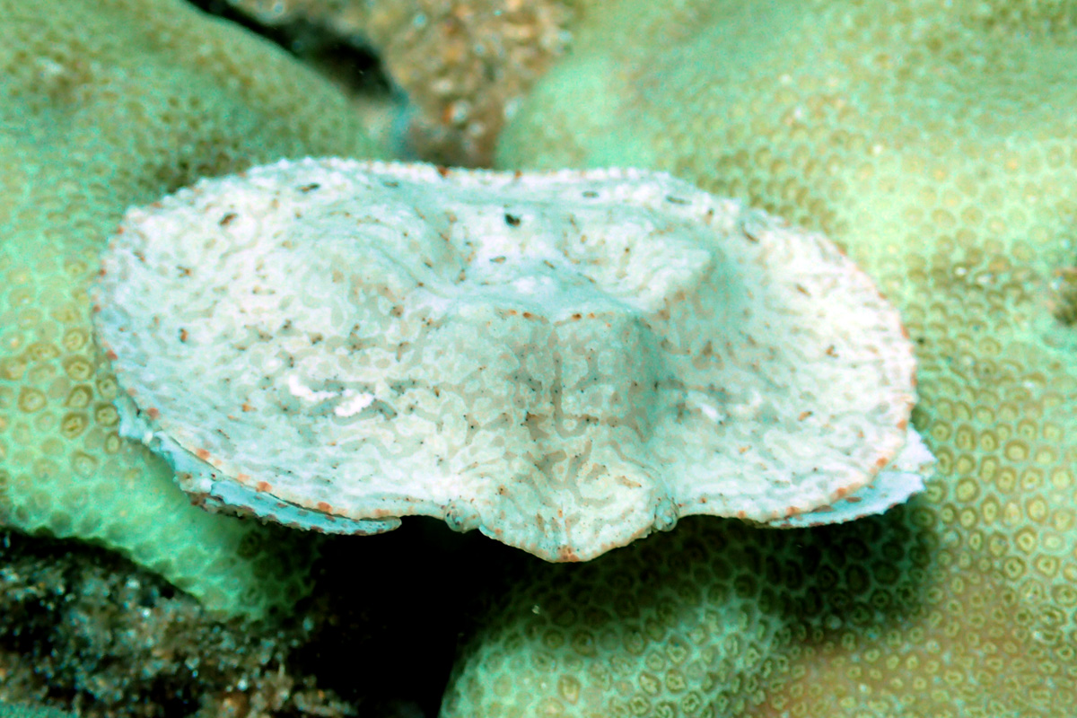 Potato Chip Crab