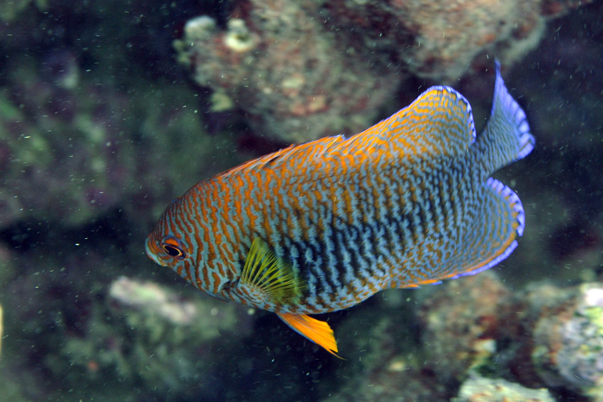 Potter’s Angelfish