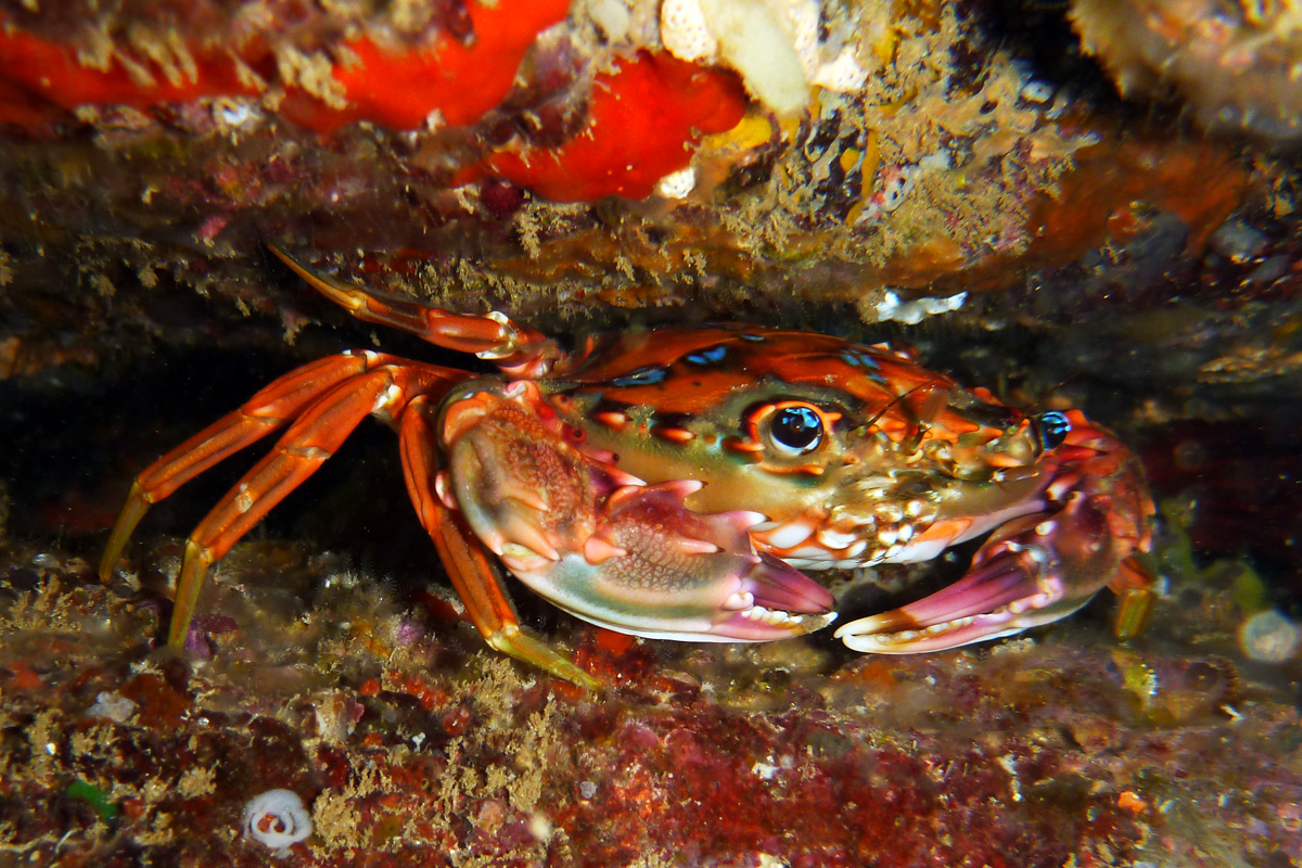 Rainbow Swimming Crab – マダライシガニ