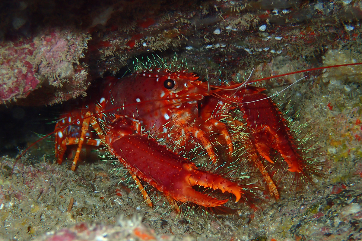 Red Reef Lobster – ショウグンエビ