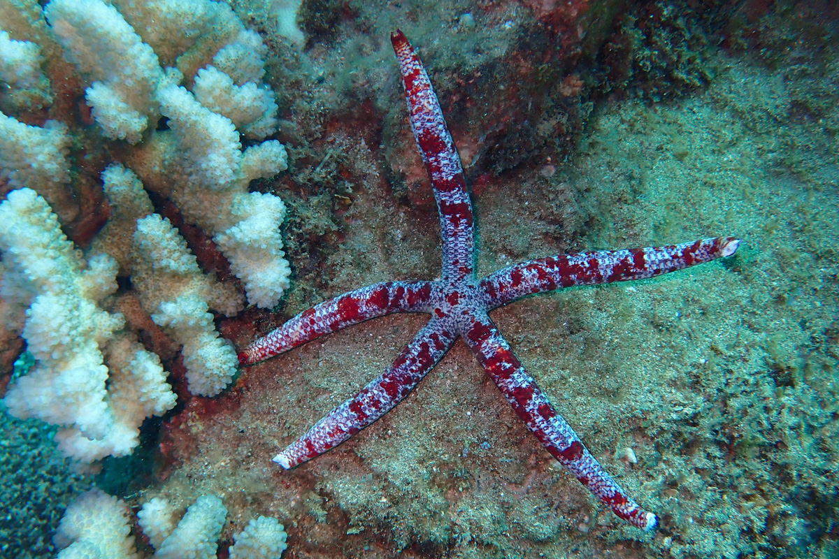 Red Velvet Star