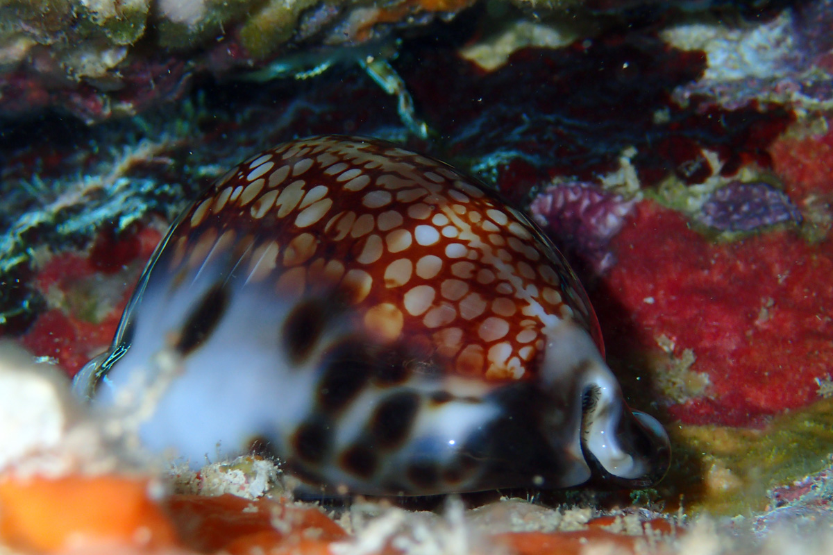 Reticulated Cowry – キッコウダカラ