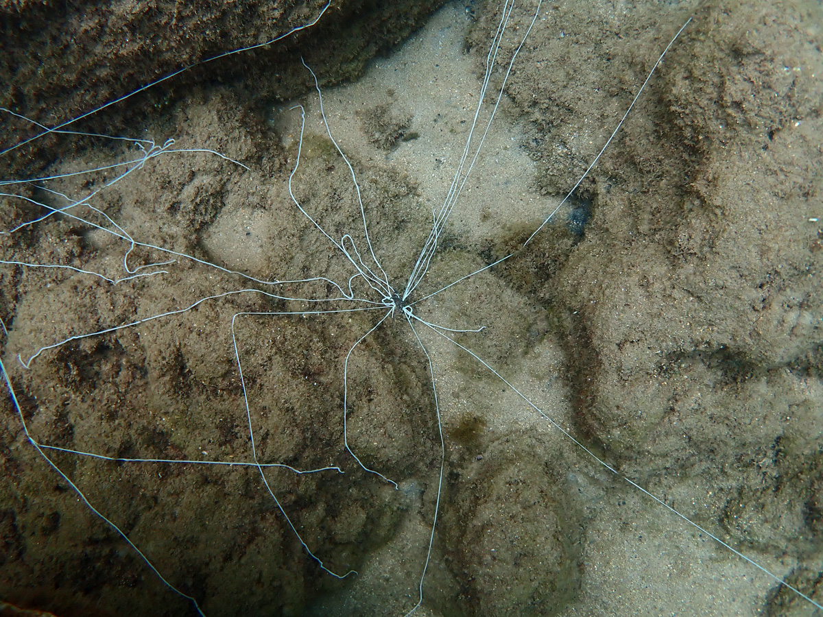 Spaghetti Worm