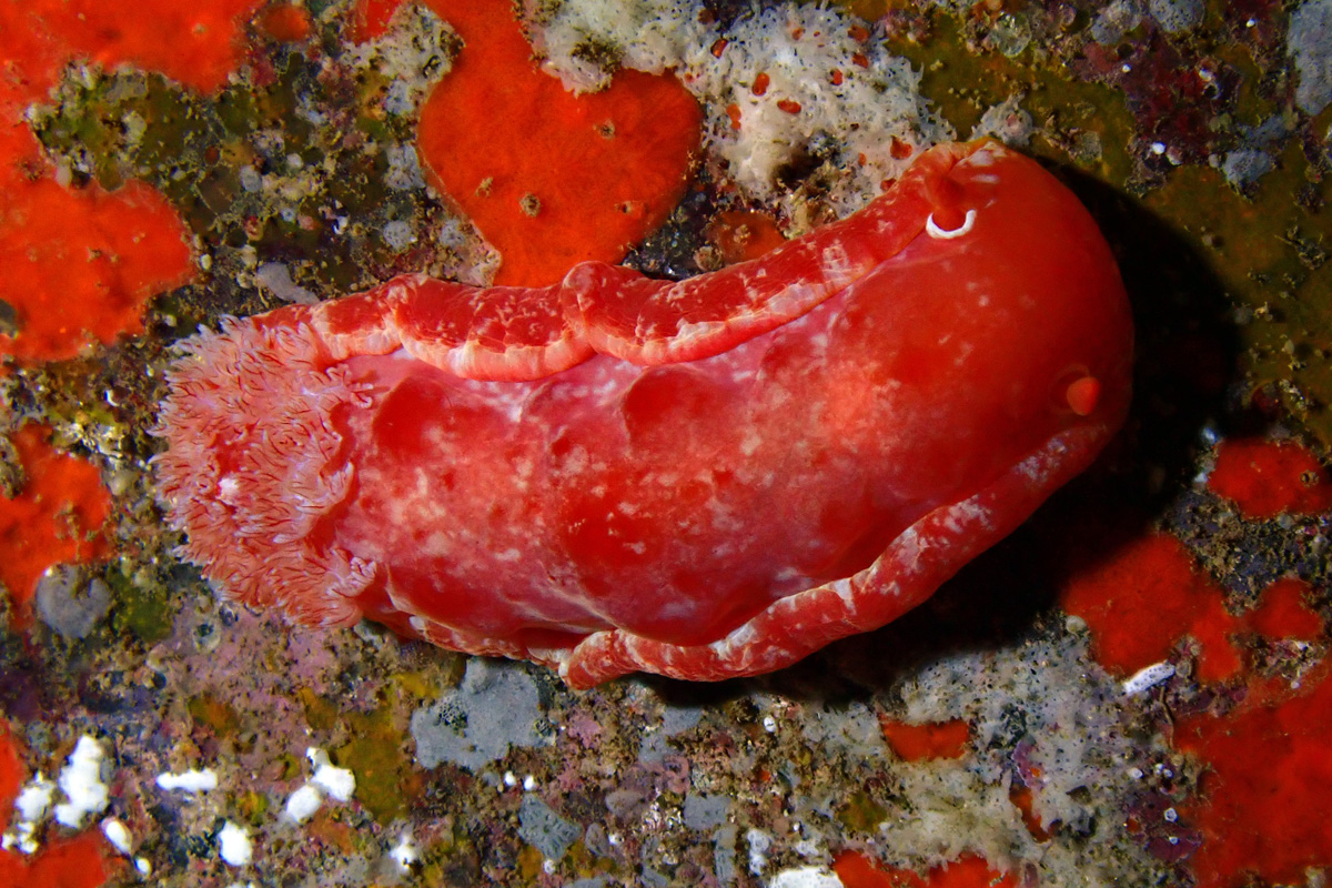 Red-margined Spanish Dancer