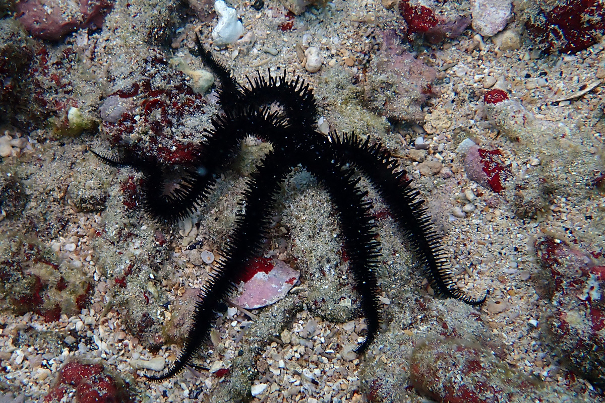 Spiny Brittle Star – クロクモヒトデ
