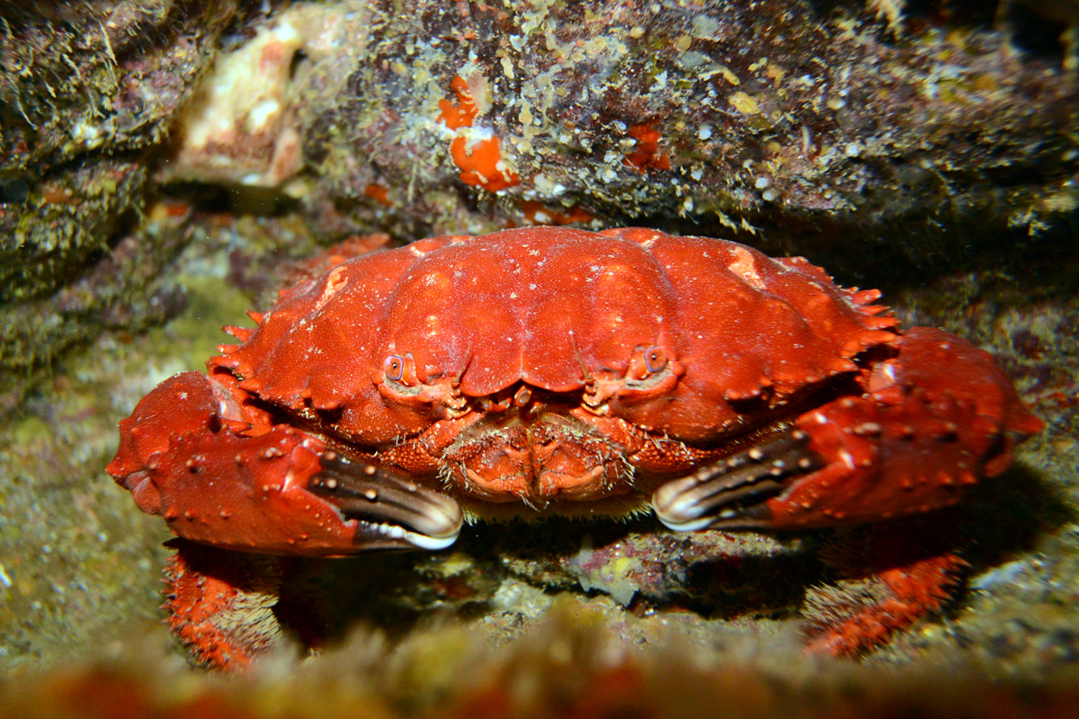 Splendid Pebble Crab – オオアカヒヅメガニ