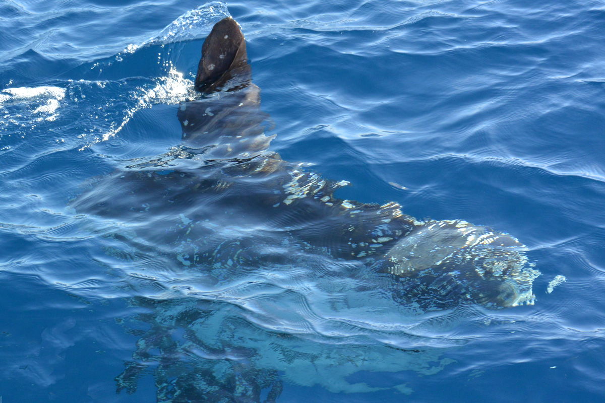Ocean Sunfish – マンボウ