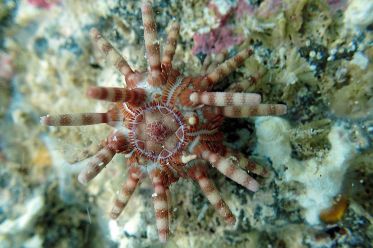 Ten-lined Urchin – マツカサウニ