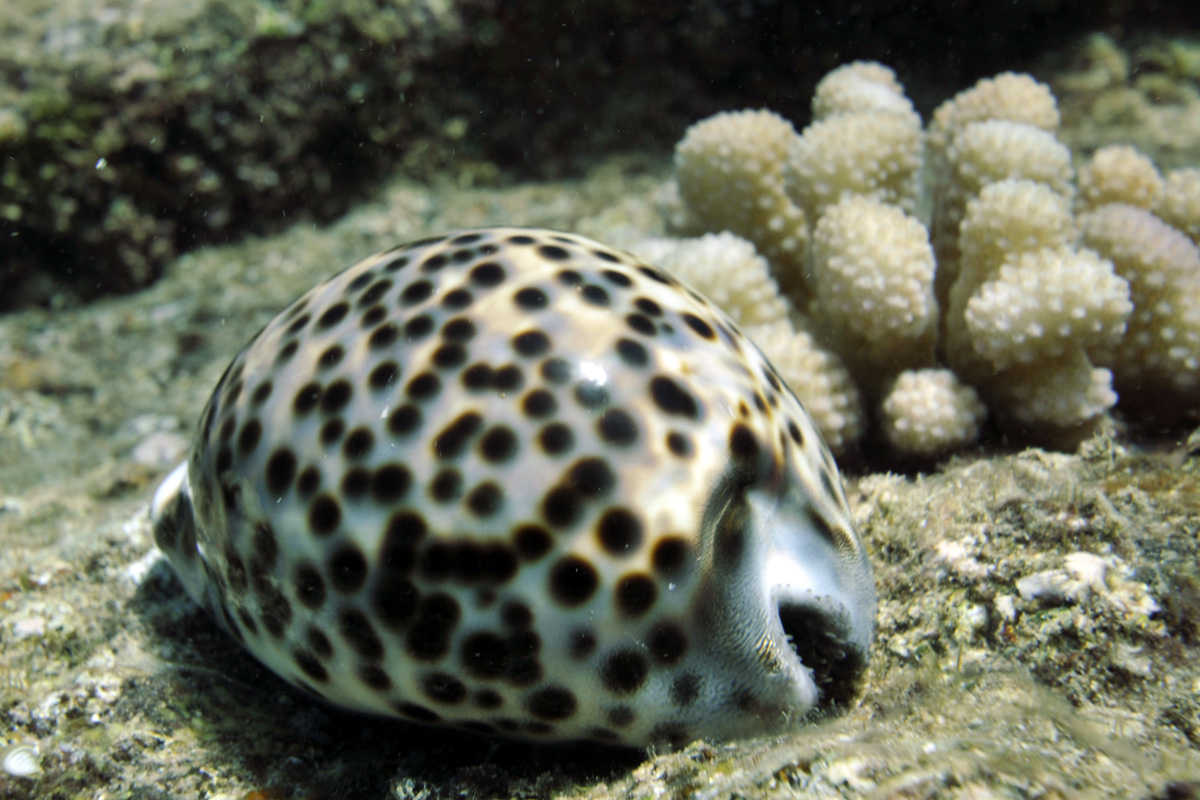 Hawaiian Tiger Cowry