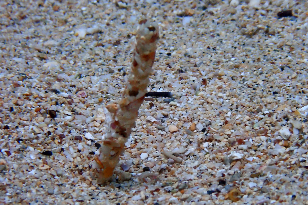Worm tube