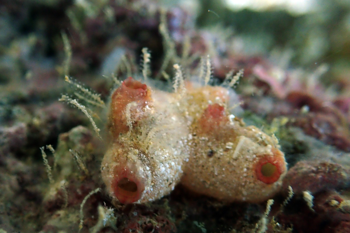 Hawaii Tunicates
