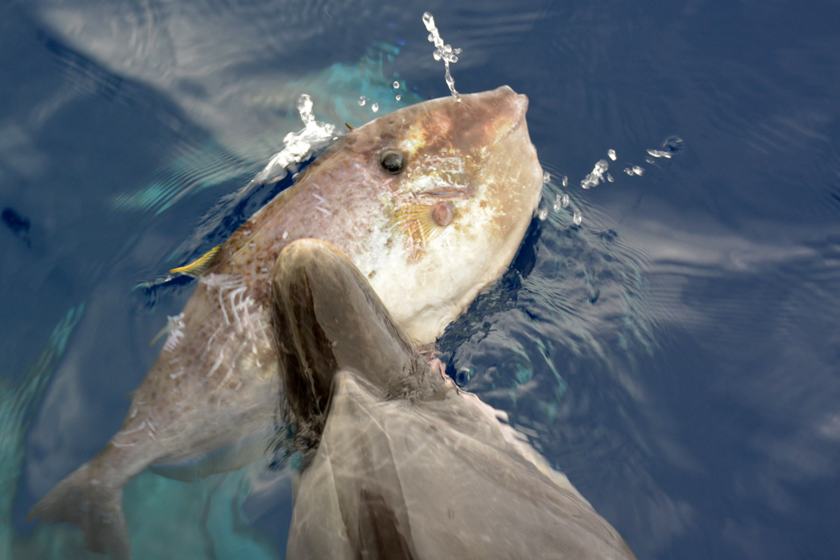 Unicorn Filefish – ウスバハギ – Loulu