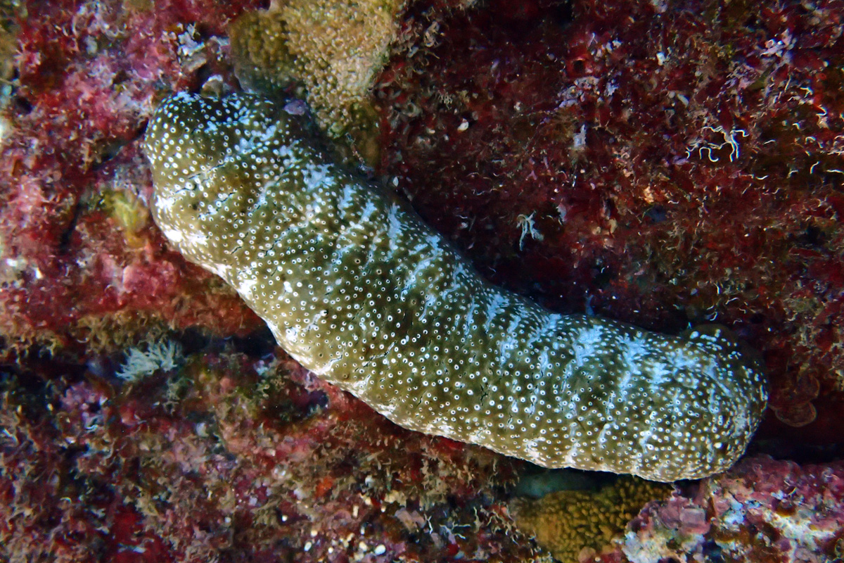 White-spotted Sea Cucumber