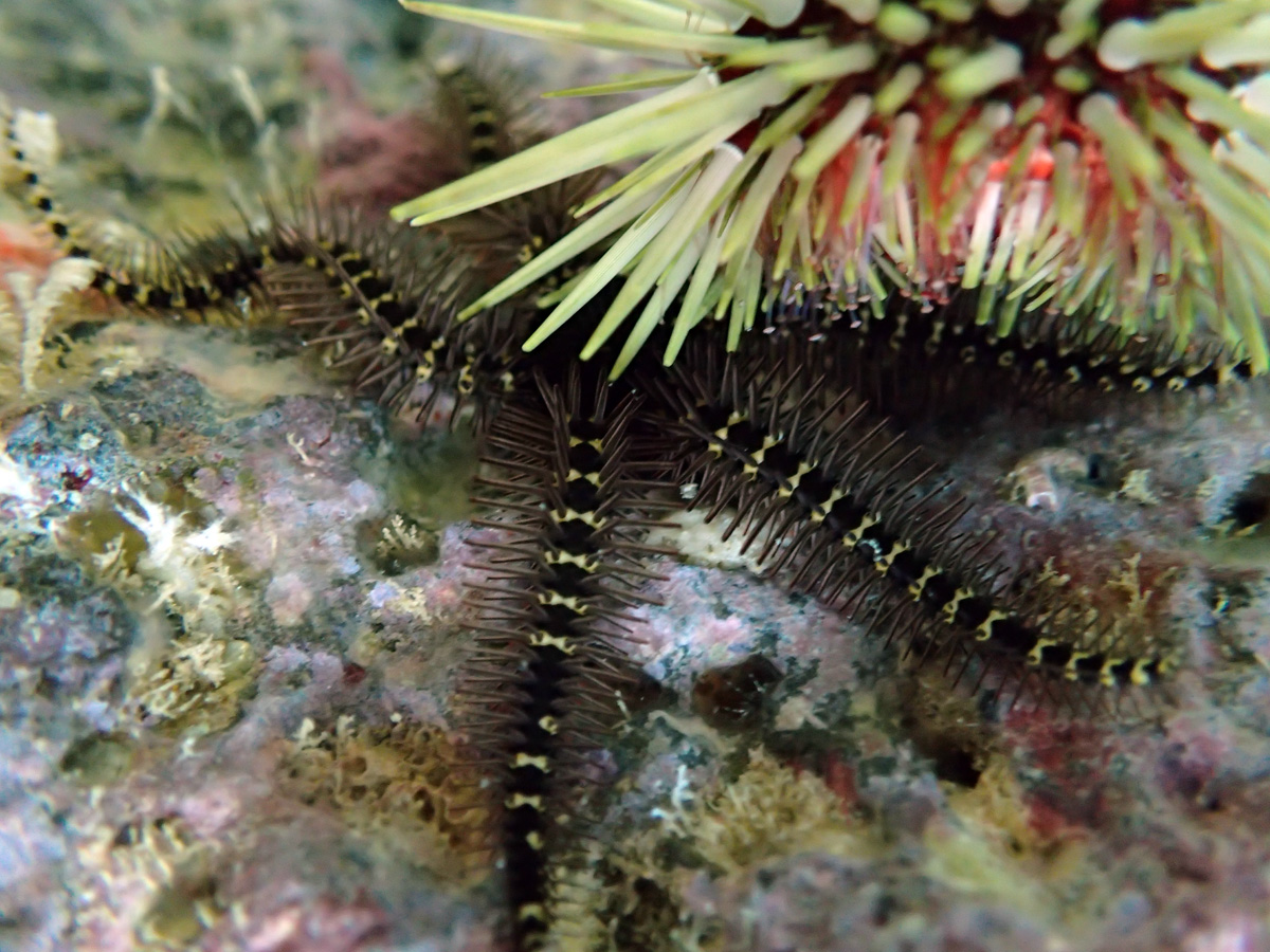 Yellow-spotted Star – ホウシャクモヒトデ